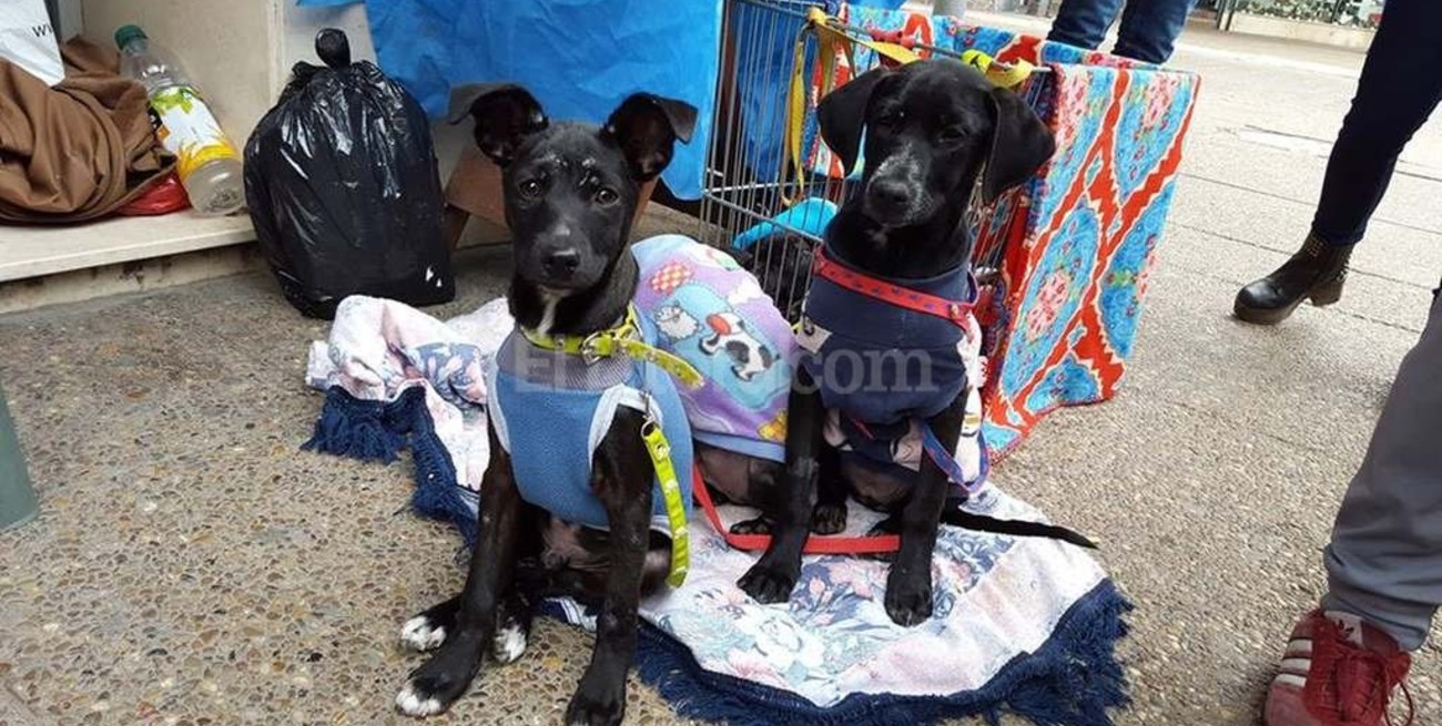 Estudian la creación de un Hospital Veterinario Municipal