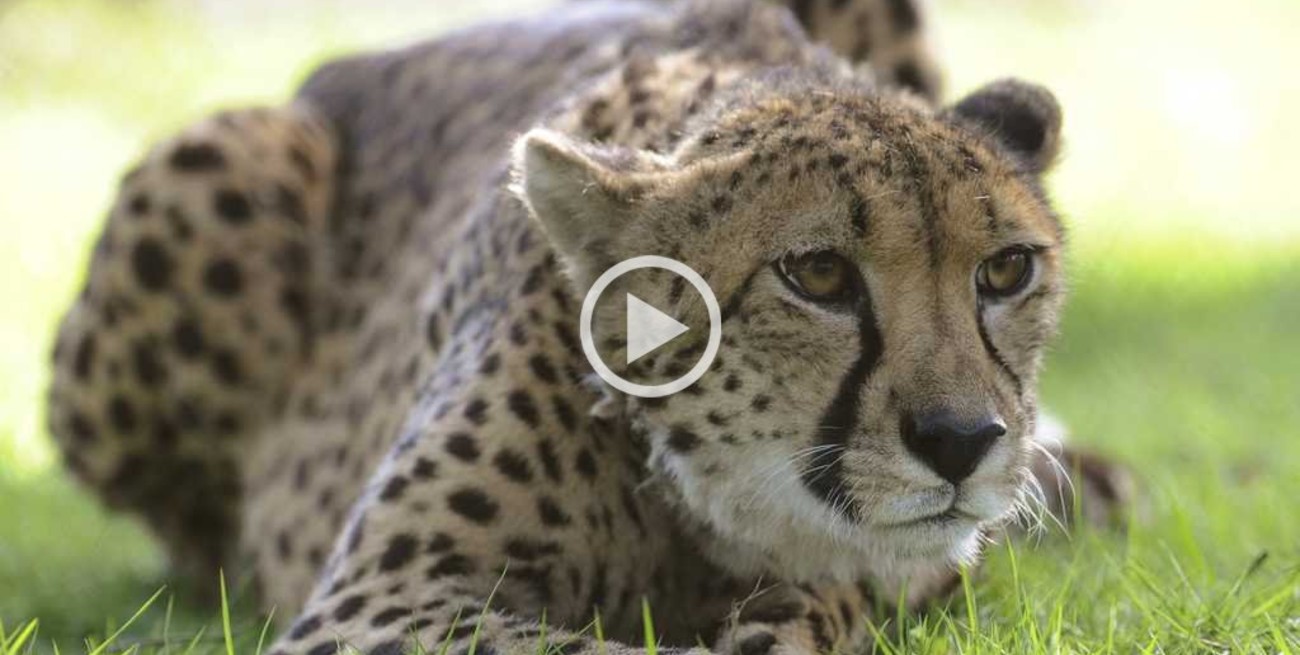 Los guepardos están más amenazados de lo que se pensaba 