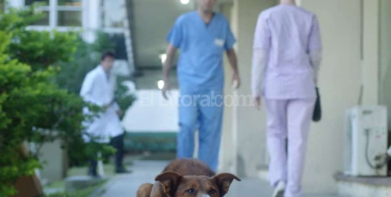 La amistad de un hombre y un perro para generar conciencia