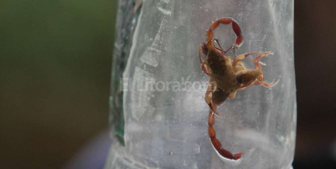 En el año, 248 niños fueron asistidos en el Alassia por picaduras de alacranes