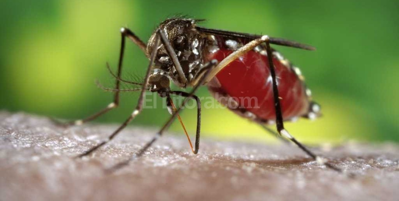 Dengue: estiman que hay más de 1.000  casos y crece el riesgo de nuevos brotes