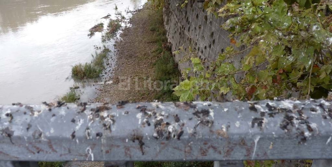 Una plaga sobre Roma: Excrementos de pájaro cubren la Ciudad Eterna