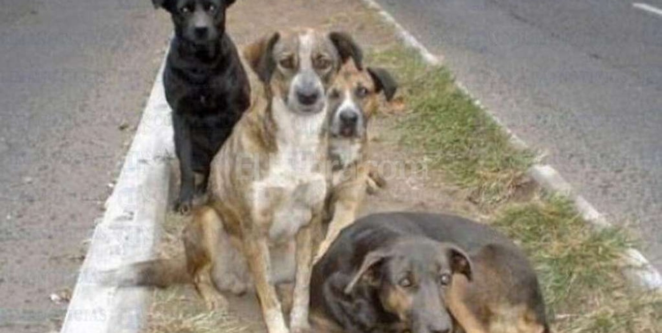 Para controlar los perros de la calle se necesitan 100 castraciones diarias