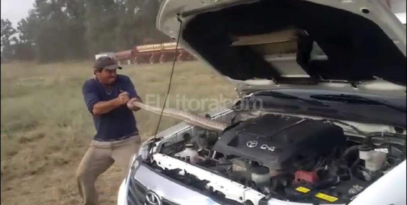 Sacan una boa del motor de una camioneta