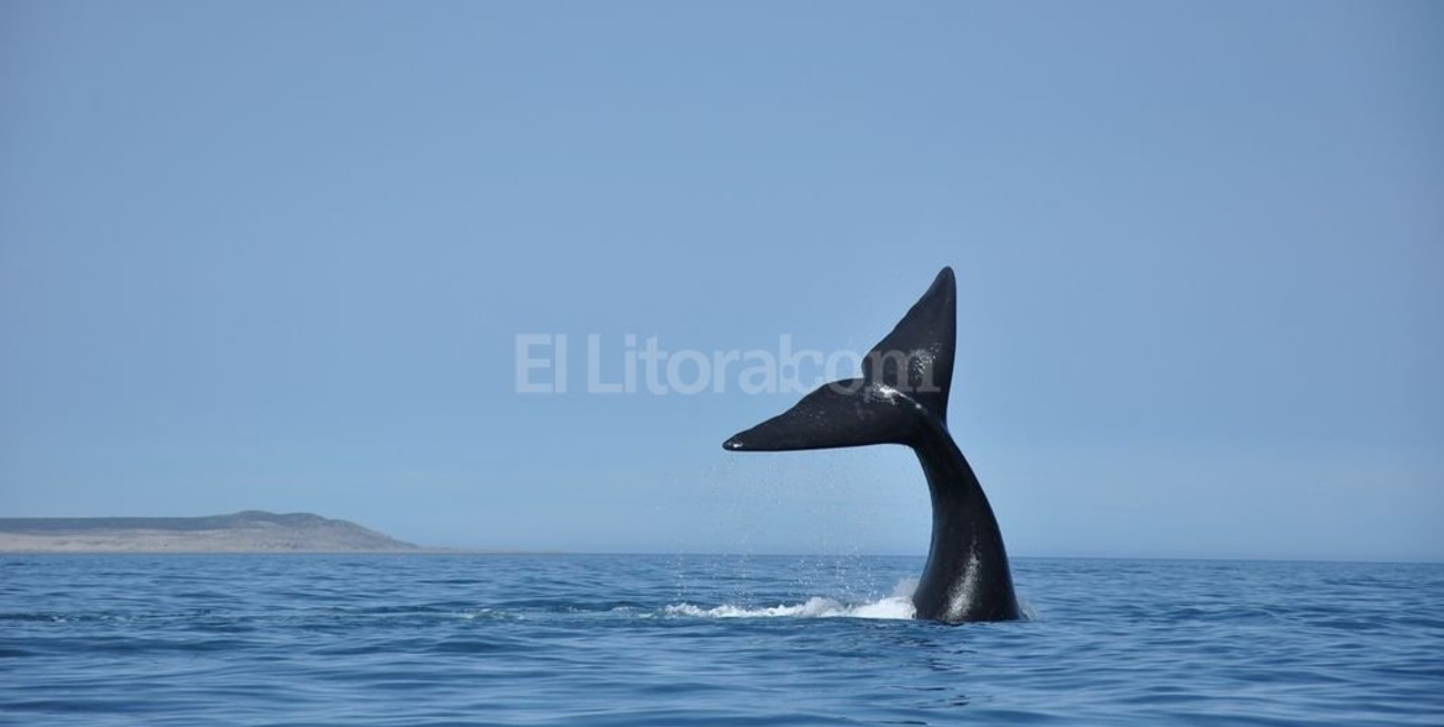 Hay menos ballenas en el Golfo Nuevo