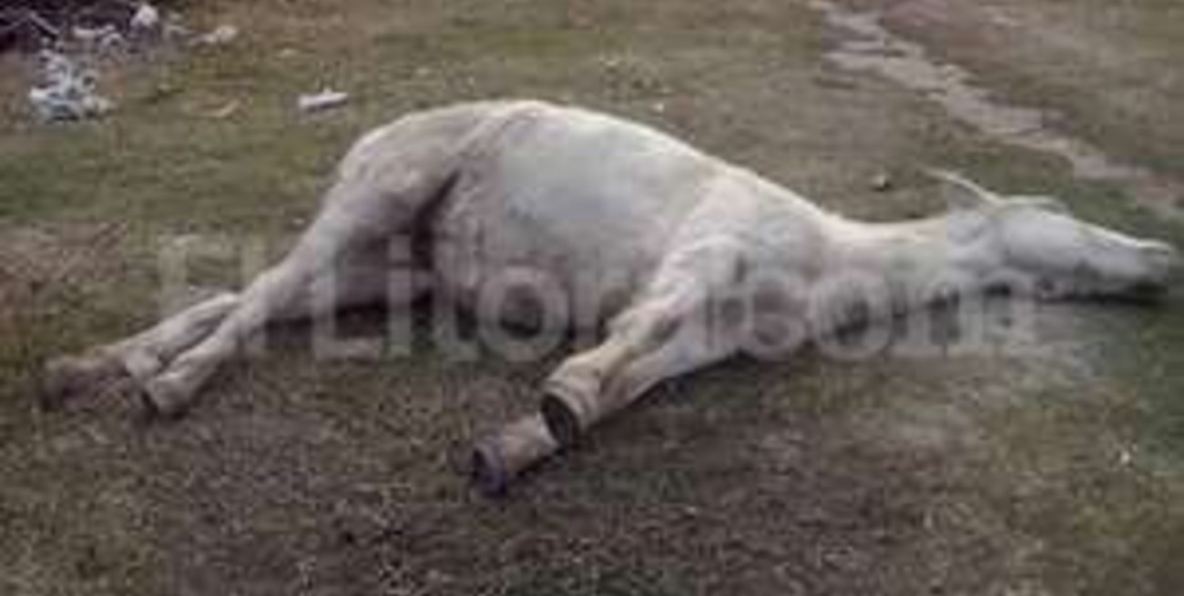 Las Lomas: vecinos esperan que retiren una yegua muerta