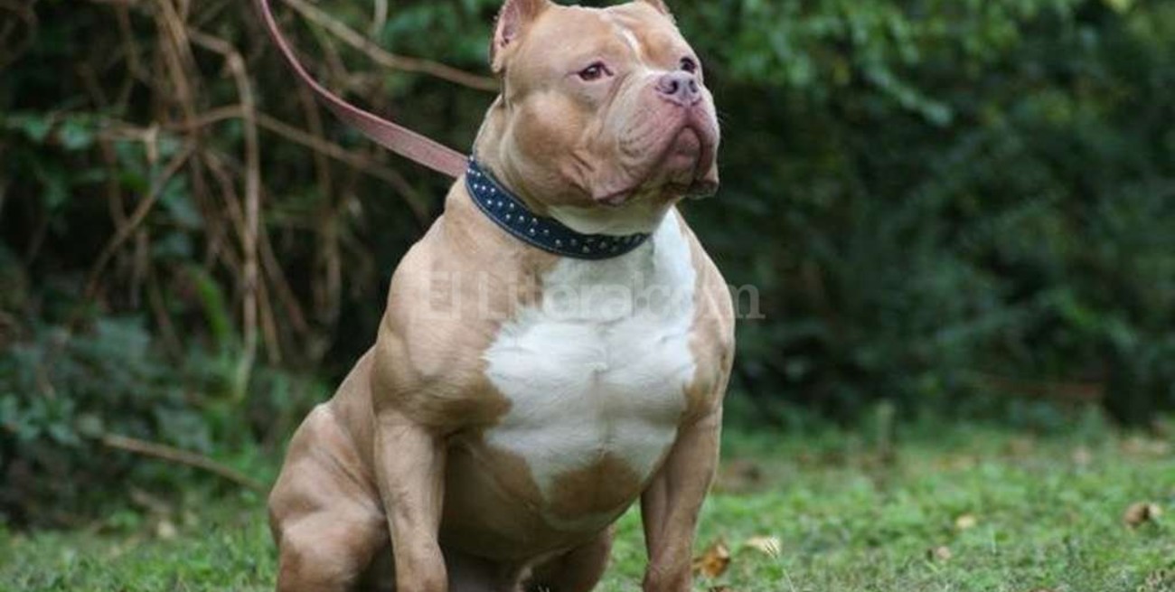 Otro ataque de un Pitbull: una mujer sufrió graves heridas