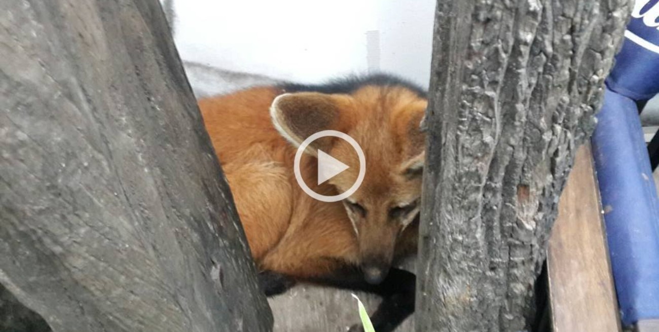 Un aguará guazú en el shopping