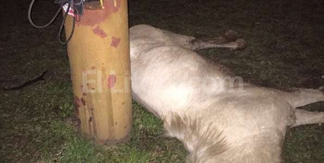 Un peligro: un caballo murió por una descarga eléctrica en un circuito aeróbico