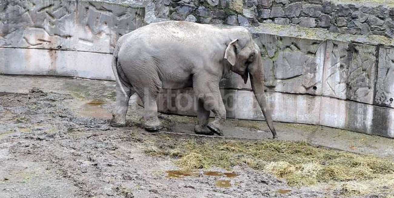 Siguen apareciendo animales muertos en el zoo de Mendoza