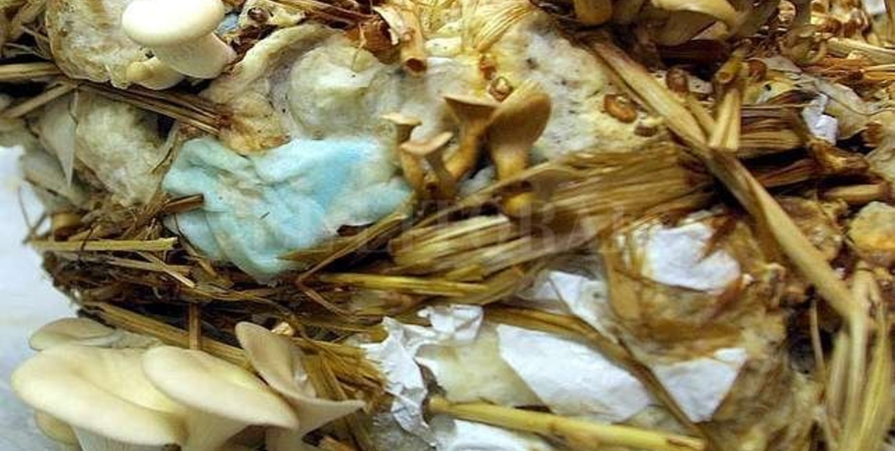 Cultivo de hongos comestibles, una salida rentable en la Argentina de hoy