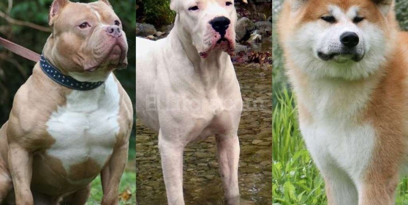 Media sanción para el proyecto que busca regular a los perros "peligrosos"
