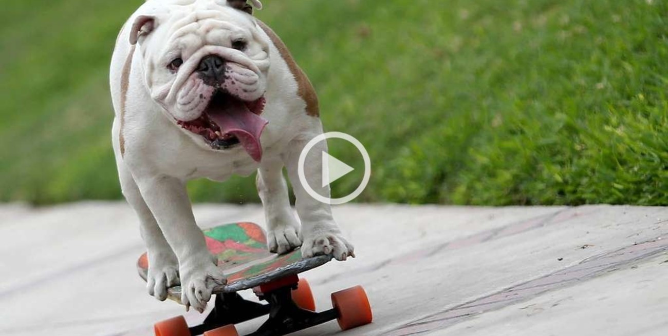 Conocé a Otto el perro que entró al Guinness  