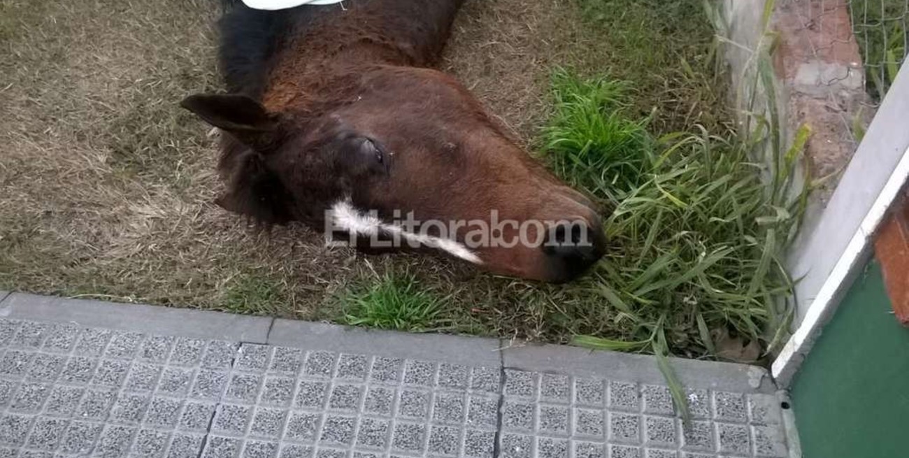 Tras la brutal  muerte de una  yegua y su cría,  convocan a una  marcha 