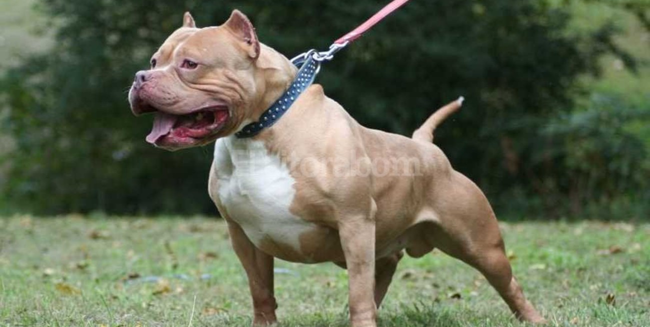 8 años de cárcel para el dueño de un pitbull que mató a un nene