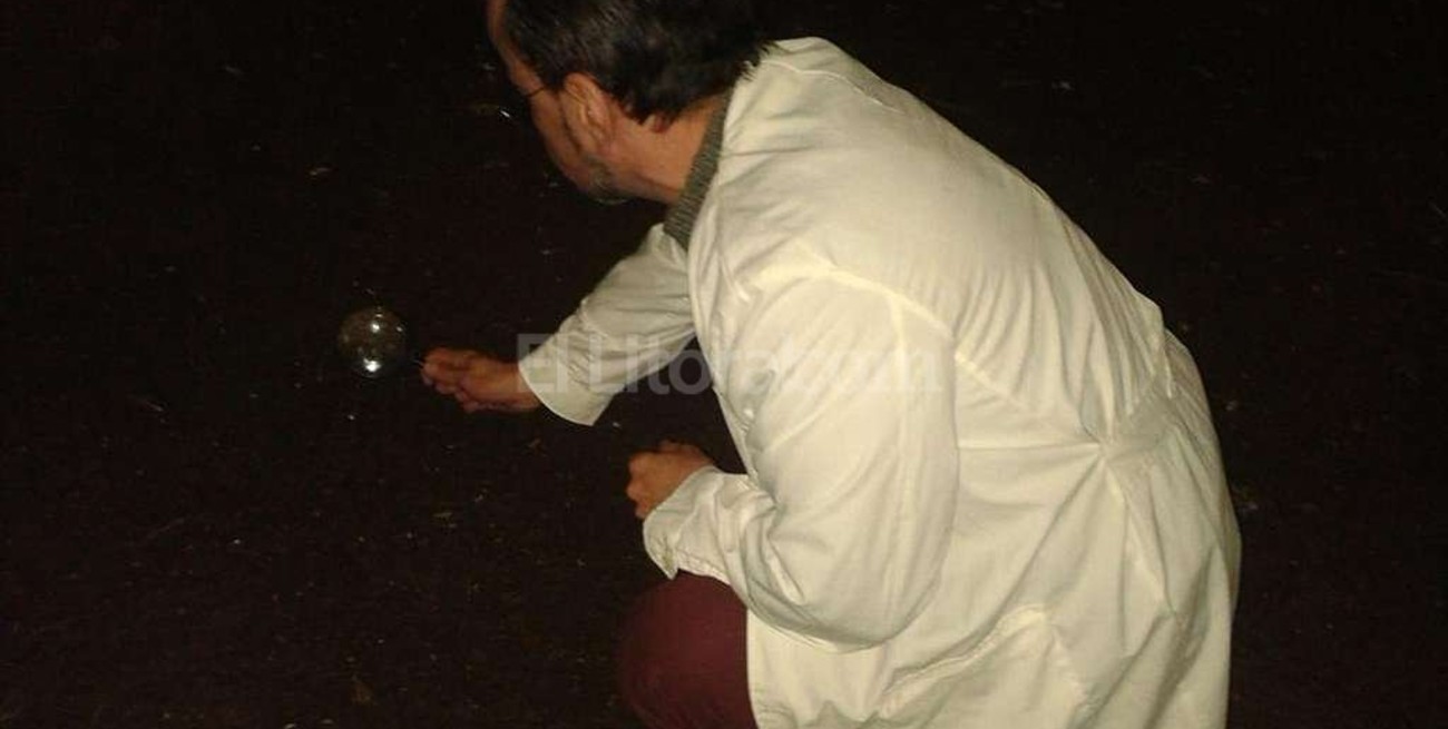 Pronostica cambios de clima según el comportamiento de las hormigas