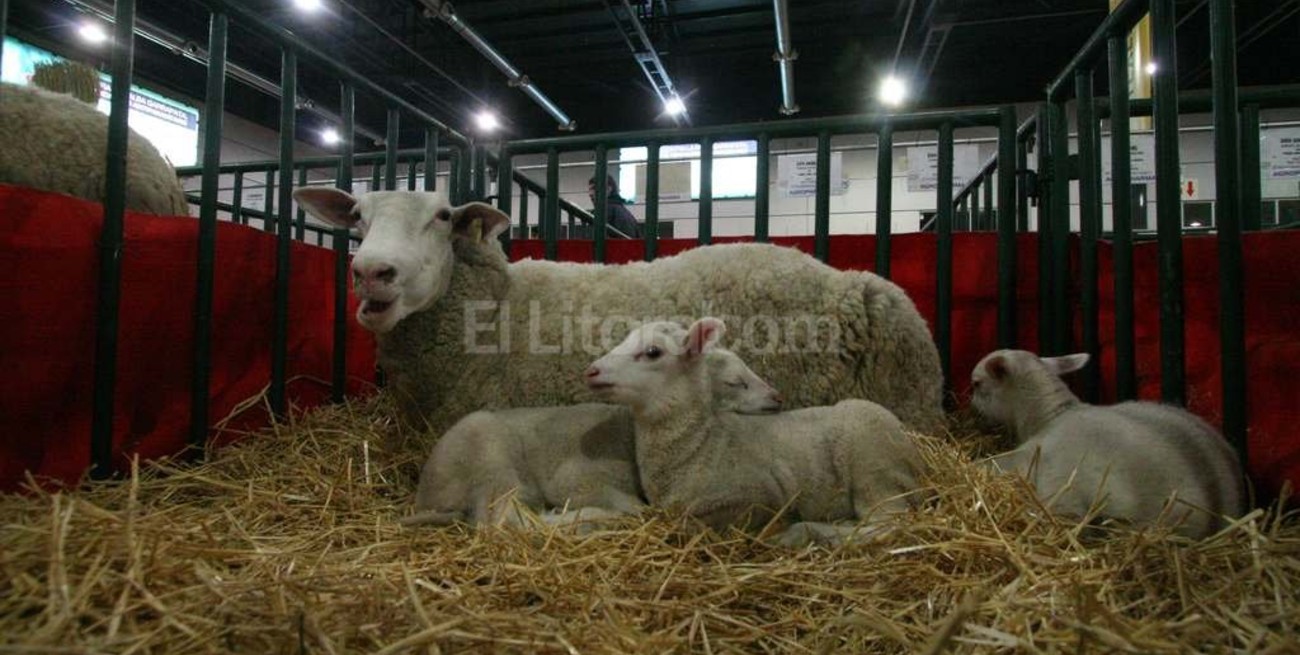Llegó Sherezade a los corrales de La Rural