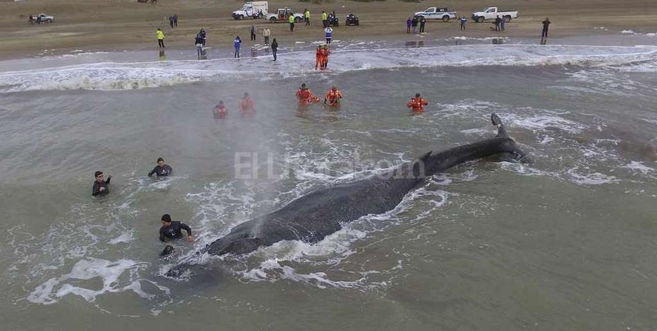 Encalló una ballena en Mar del Tuyú
