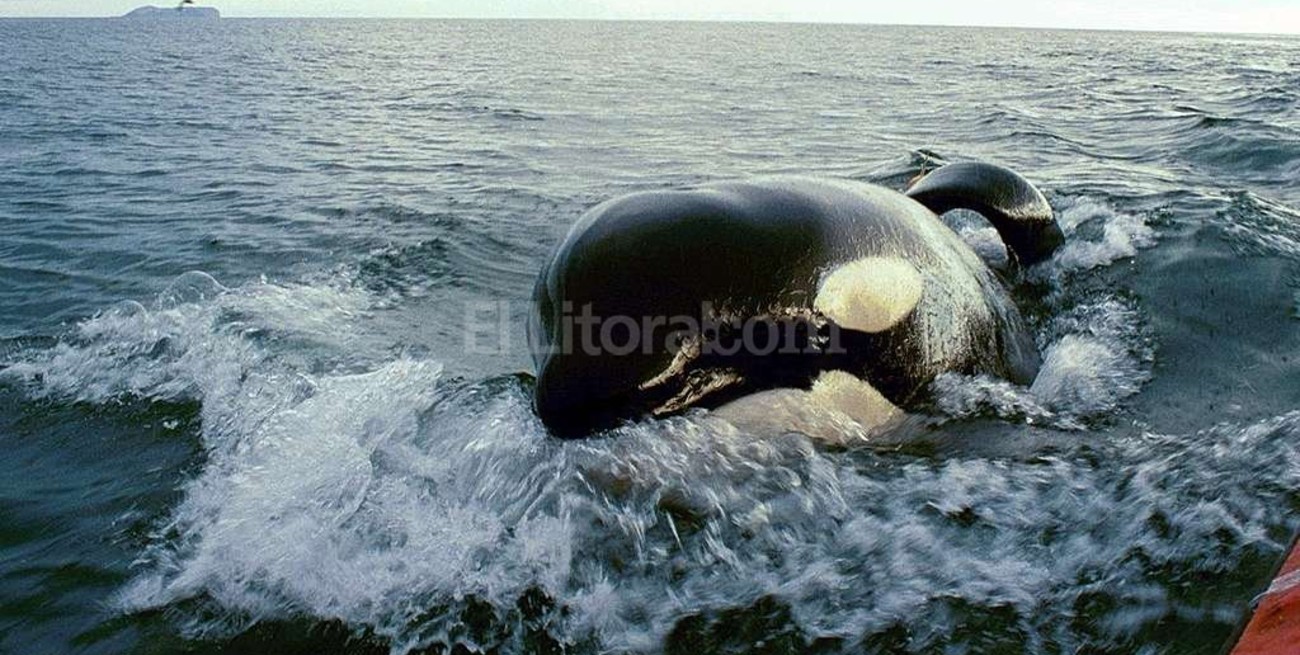 Nadaba en el mar cuando al lado apareció una orca