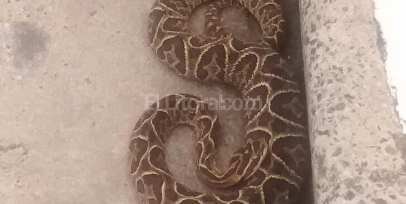 Encontraron una yarará en la Costanera