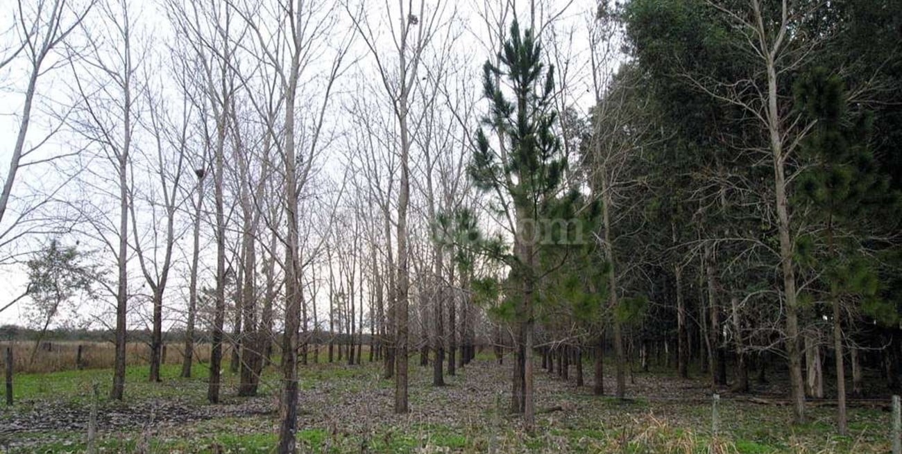 Evoluciona favorablemente el vigilador robado en Monte Vera
