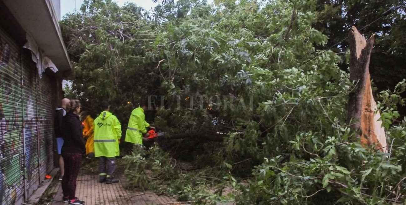 Un joven murió aplastado por un árbol 