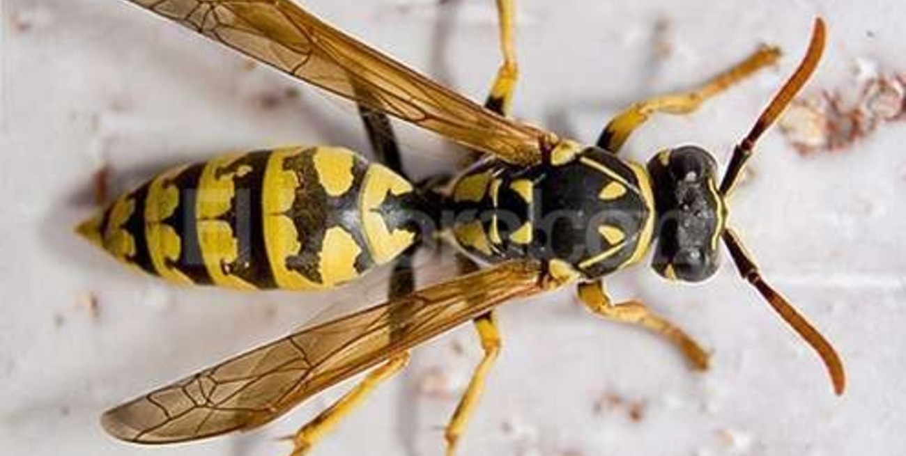 Confirman la invasión de un tipo de avispas carnívoras en Tierra del Fuego