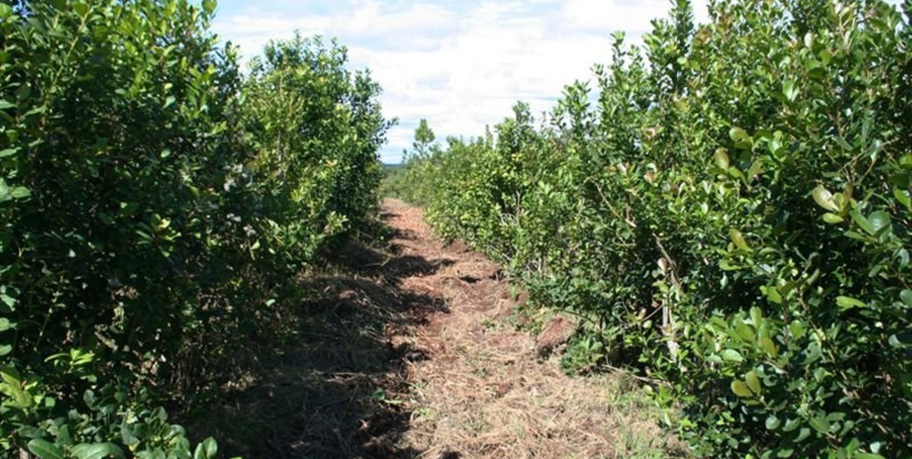 Nación fijó en $ 70 el precio del kilo de hoja verde de yerba mate 