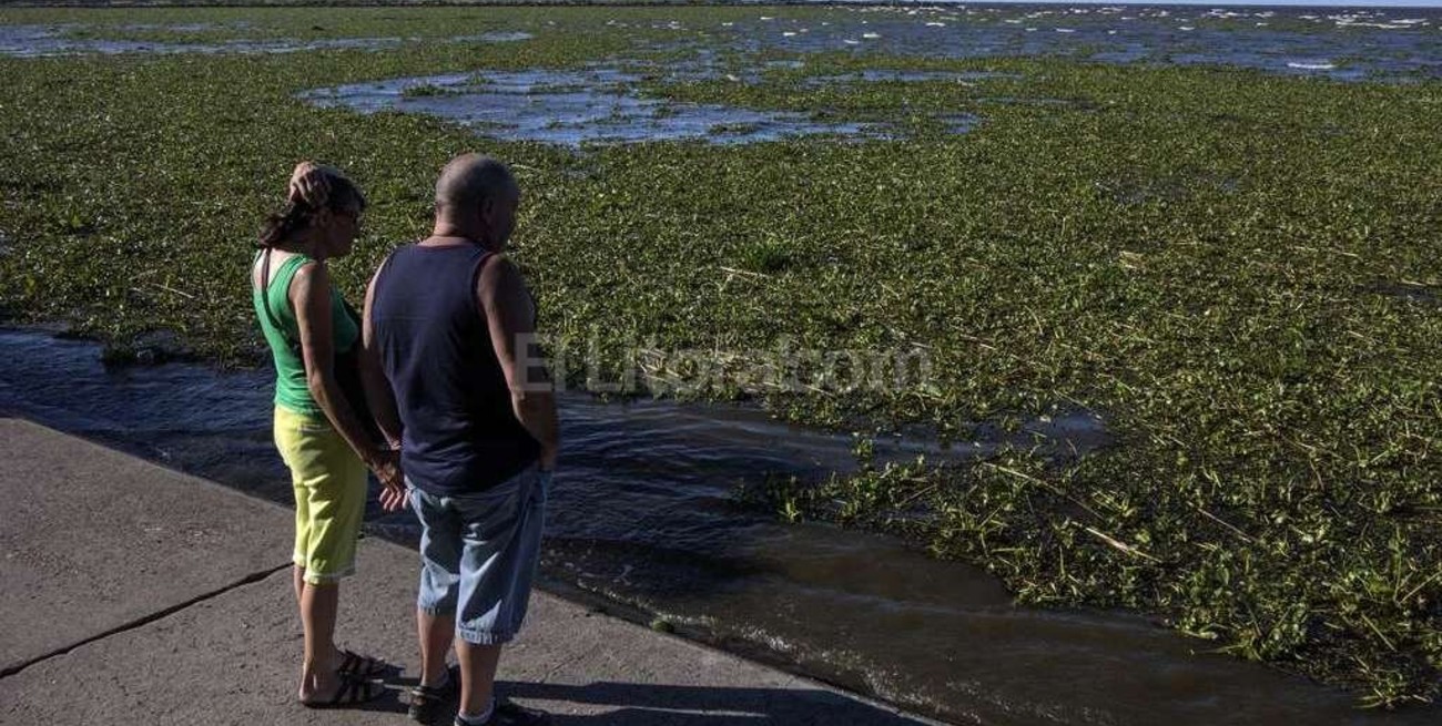 Pánico en Quilmes por invasión de ofidios