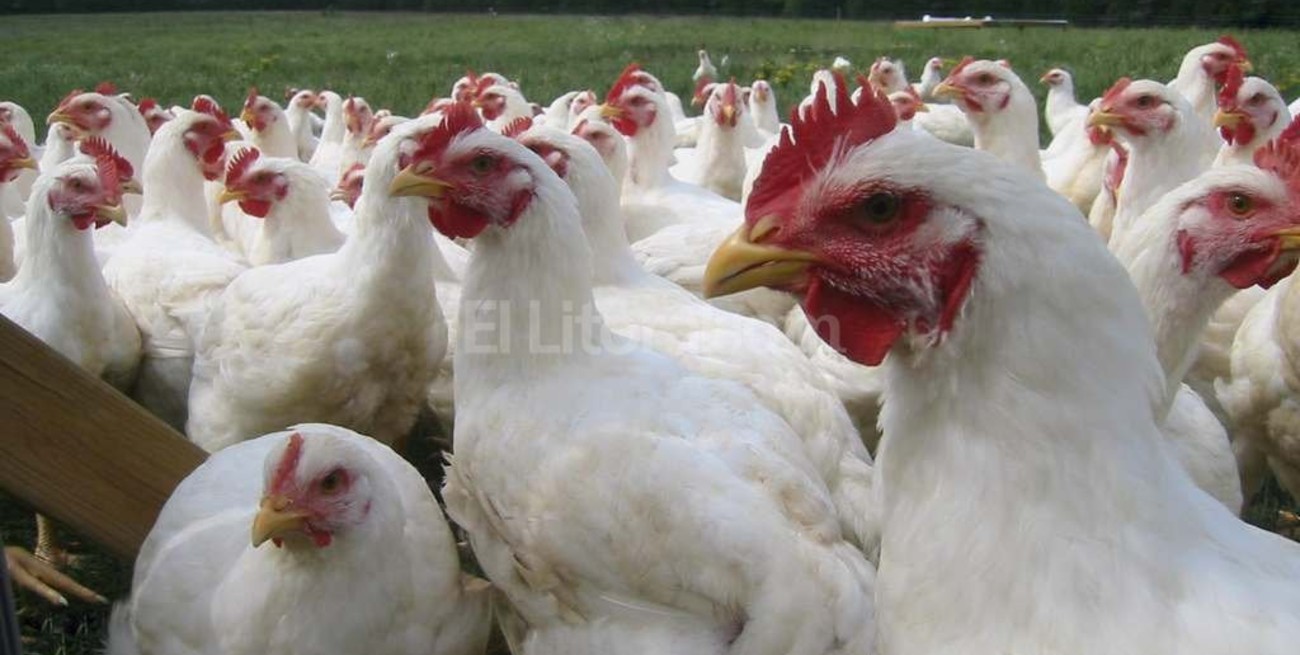 Criadores de pollos advierten sobre la profunda crisis del sector