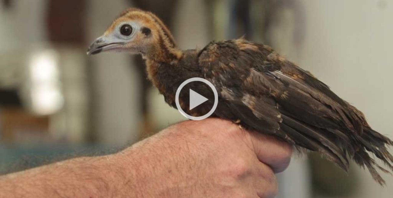 Orgullo local: nació un ave que estaba extinta en el país