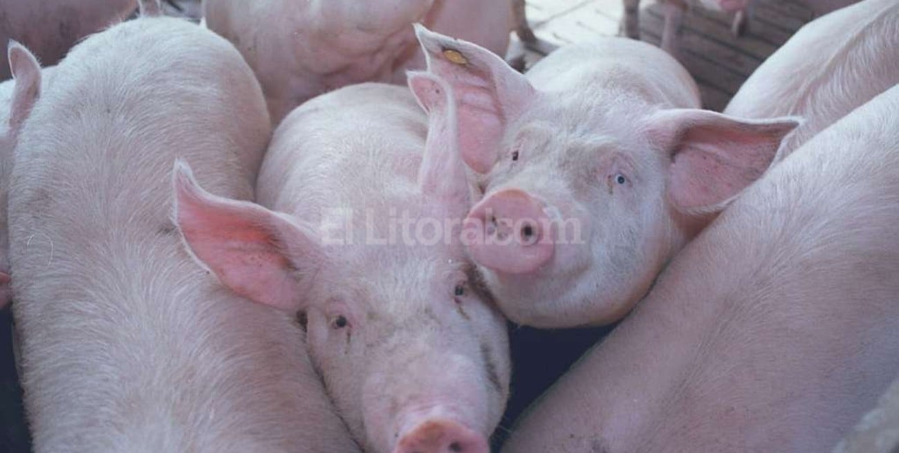 Usó la comida destinada a la asistencia social para alimentar chanchos