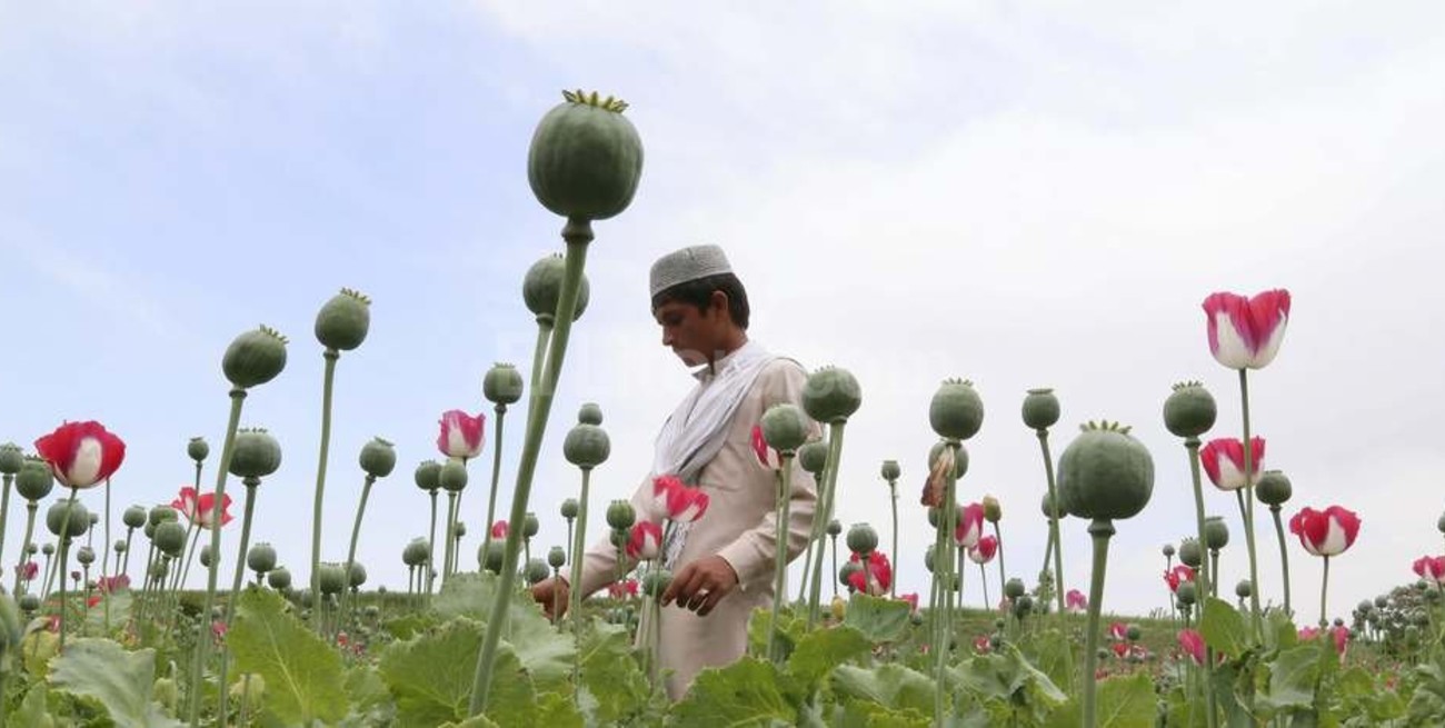 El consumo mundial de cocaína baja pero la oferta de heroína puede aumentar 