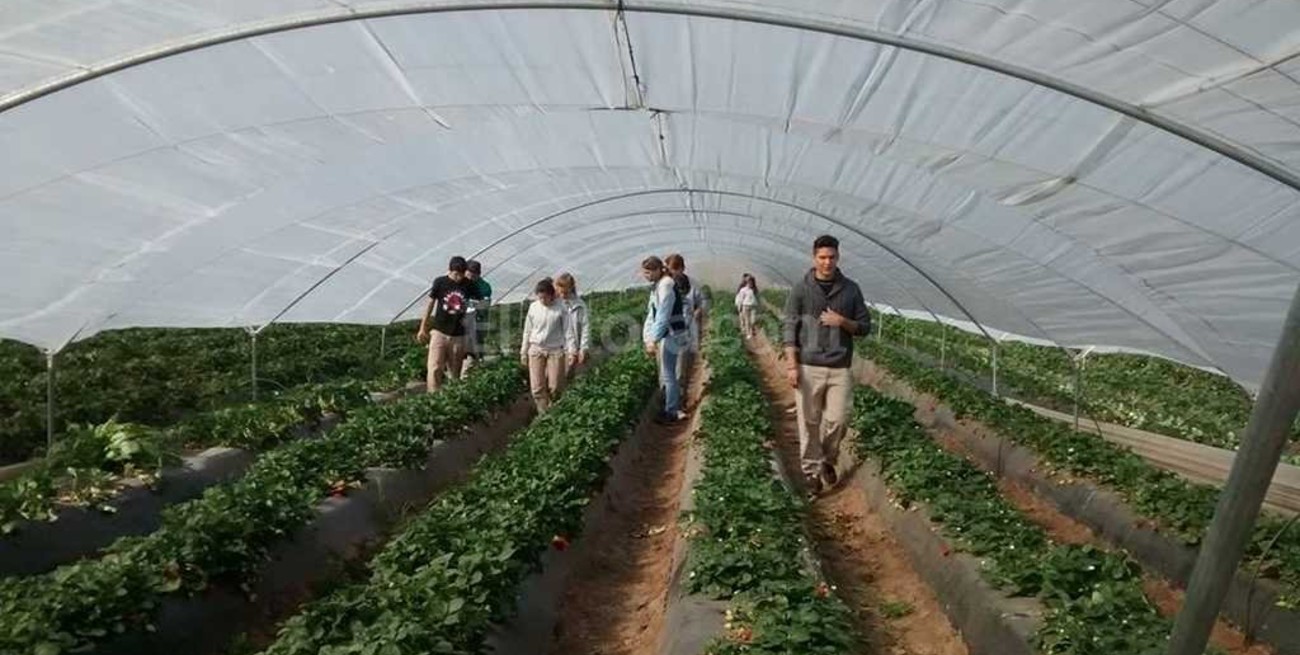 Preocupa a productores el robo en quintas de frutillas