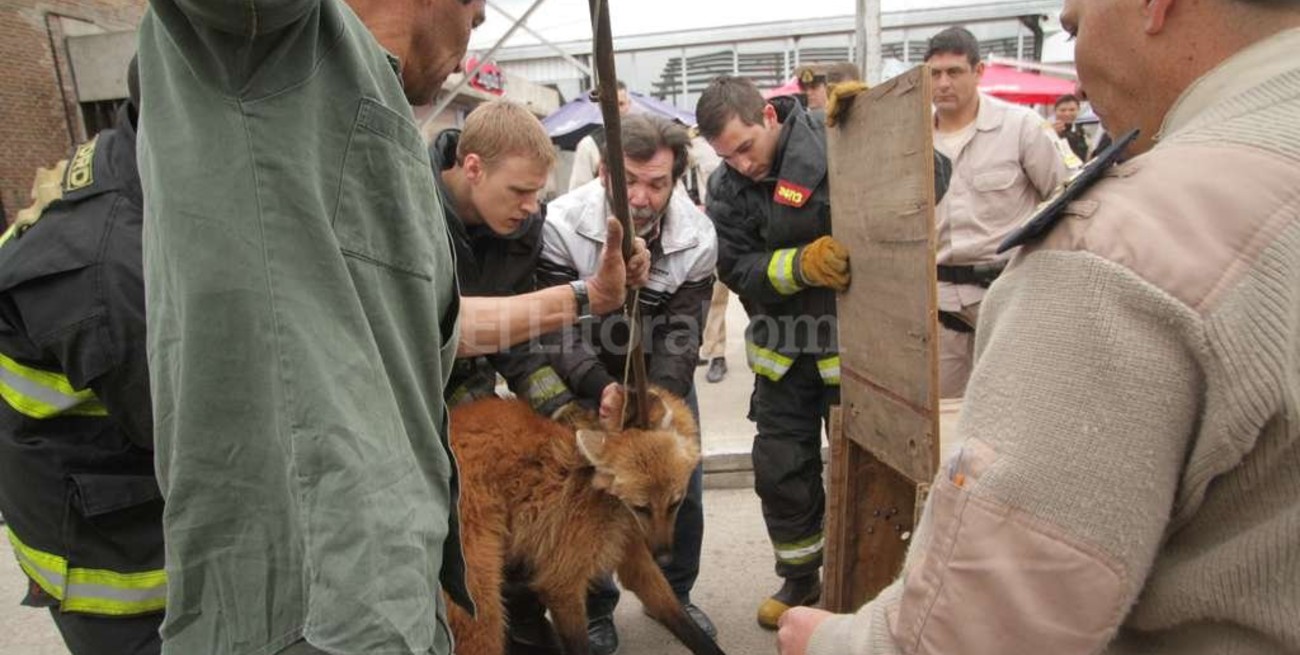 La condición del aguará guazú es estable en la Granja La Esmeralda