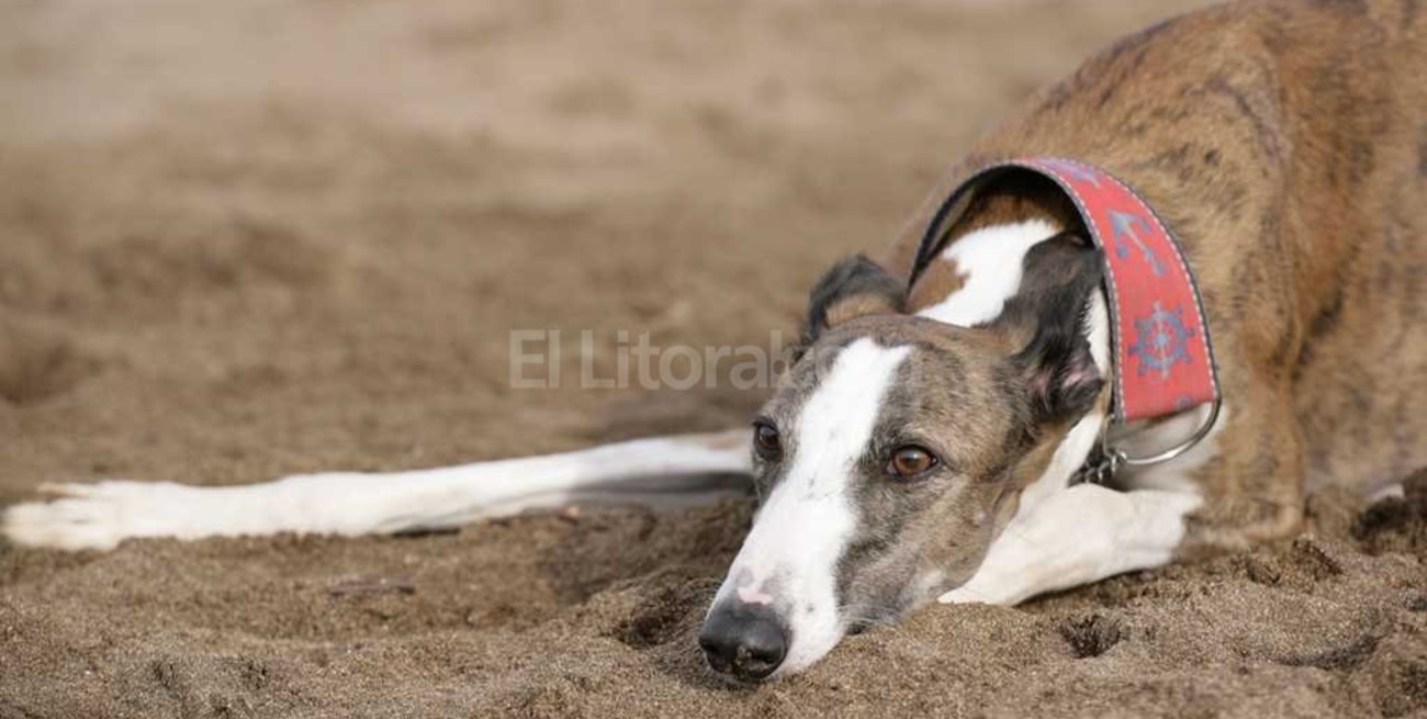 Prohibieron las carreras de galgos en todo el país