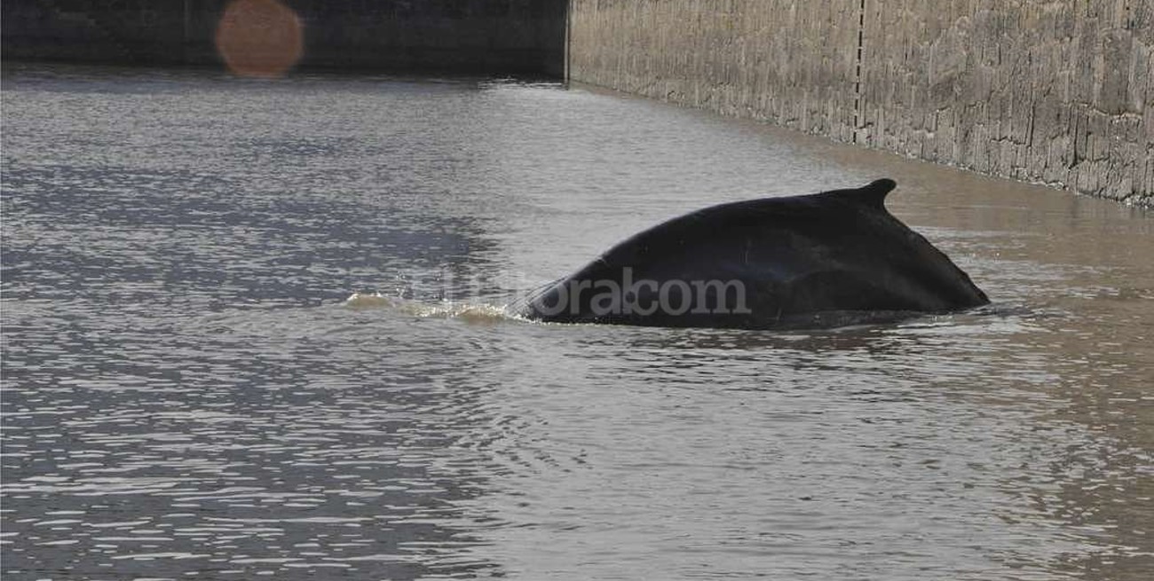 Una ballena se perdió y apareció en Puerto Madero