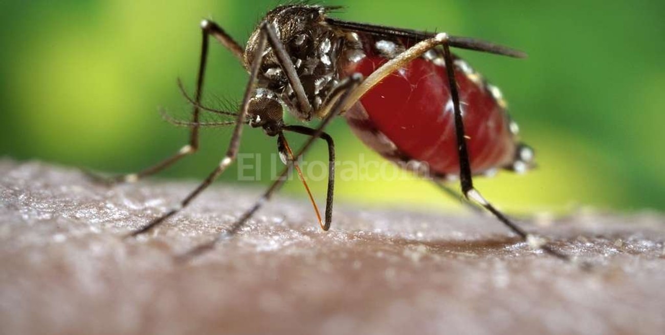 La mutación, propiedad que convierte al dengue en una "amenaza"