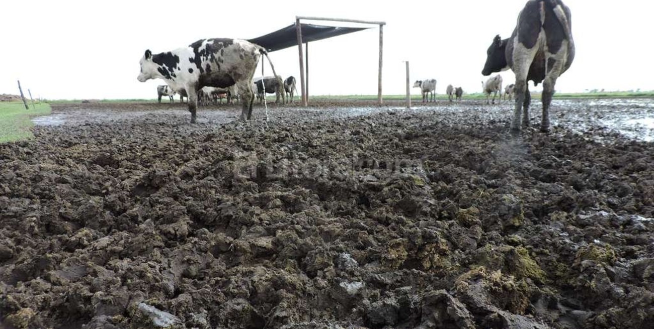 Pagan subsidio a tamberos 