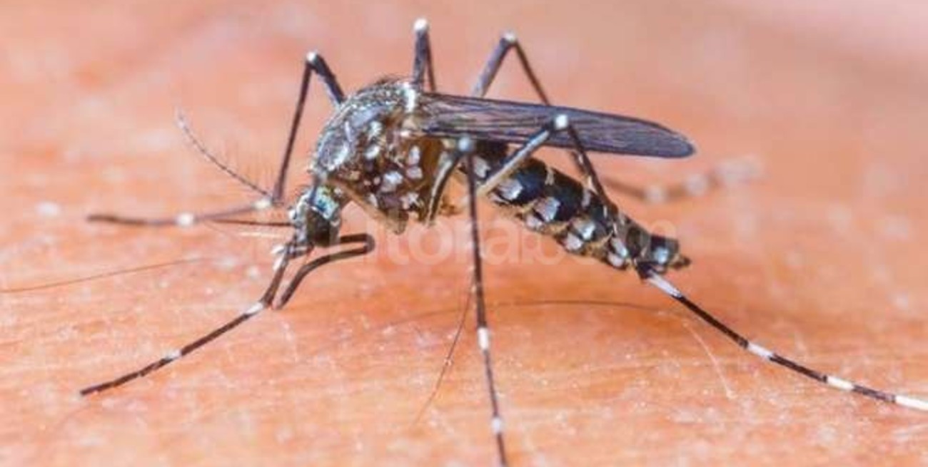 Probable caso de zika en la provincia de Santa Fe