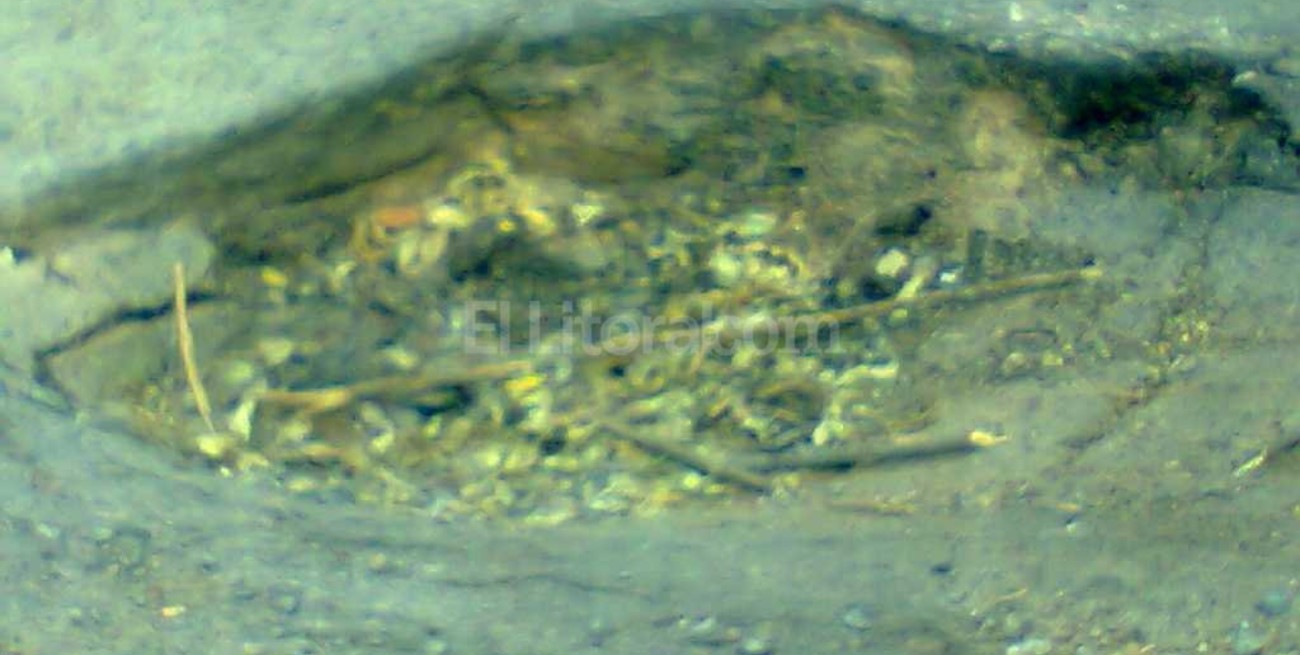 "Bache criminal" en Vélez Sarsfield y Calcena