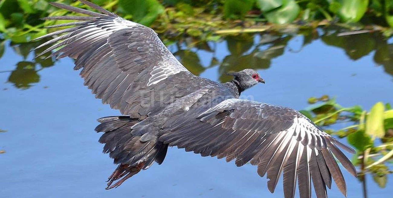 Los camalotes no sólo traen víboras y alimañas