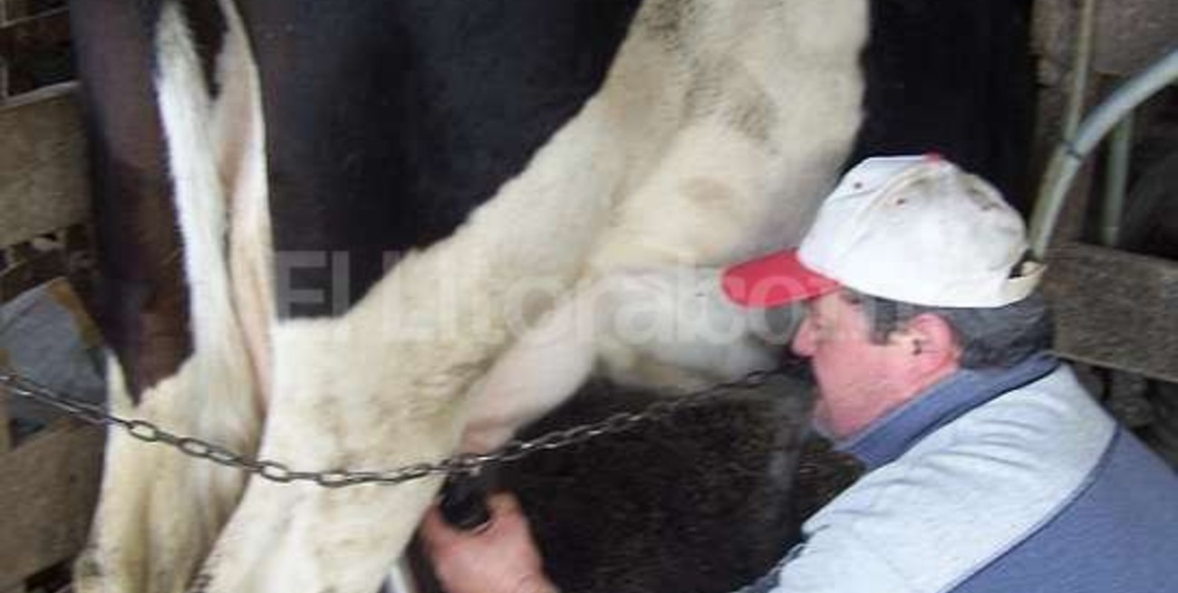 Lechería:  la cruda  realidad