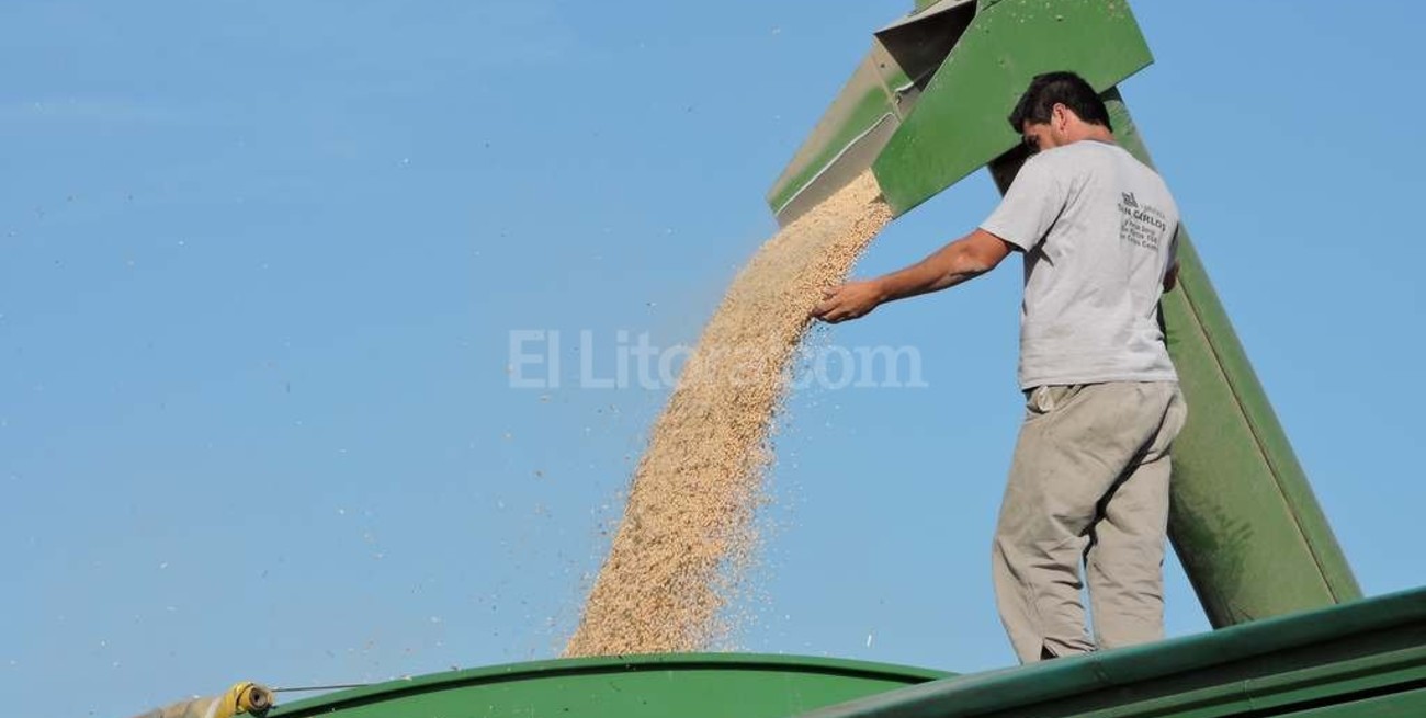 Las cerealeras liquidaron en julio un 20 por ciento menos de dólares