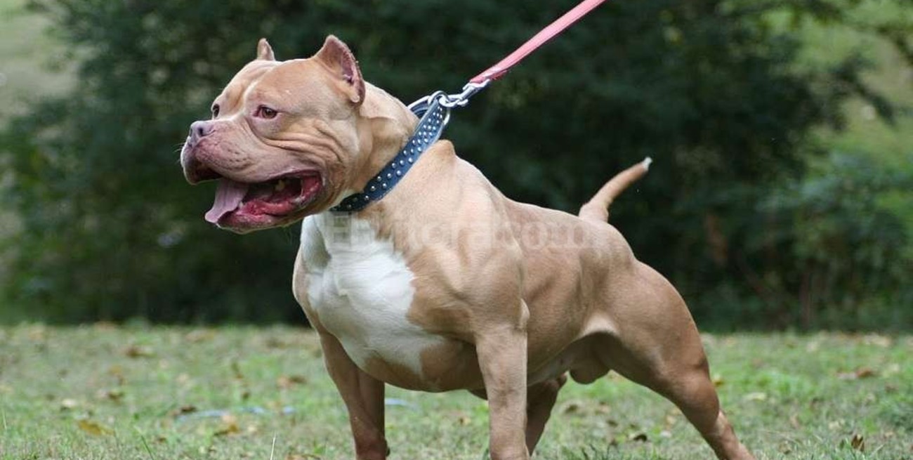 Una nena de 1 año y medio está en terapia intensiva tras ser atacada por un pitbull