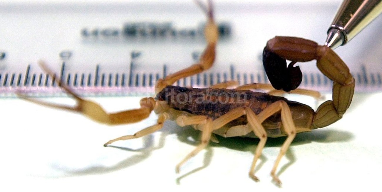 El Hospital de Niños atiende entre 3 y 5 picaduras de alacrán por día