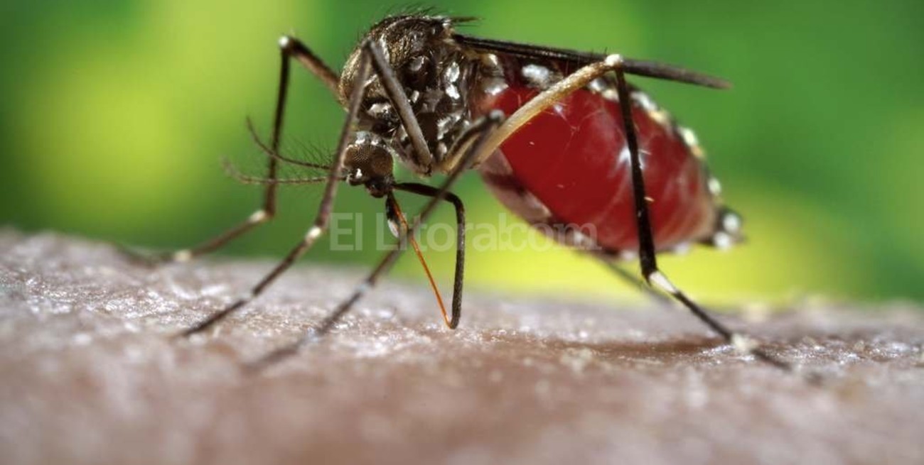 Dengue: en la provincia se trataron 5 casos