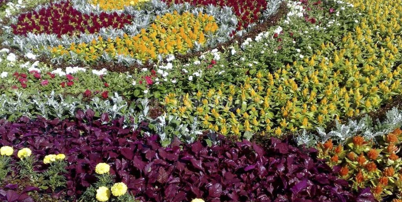 Las rosas de Taif, de las montañas de Al Saruat a los mercados europeos 