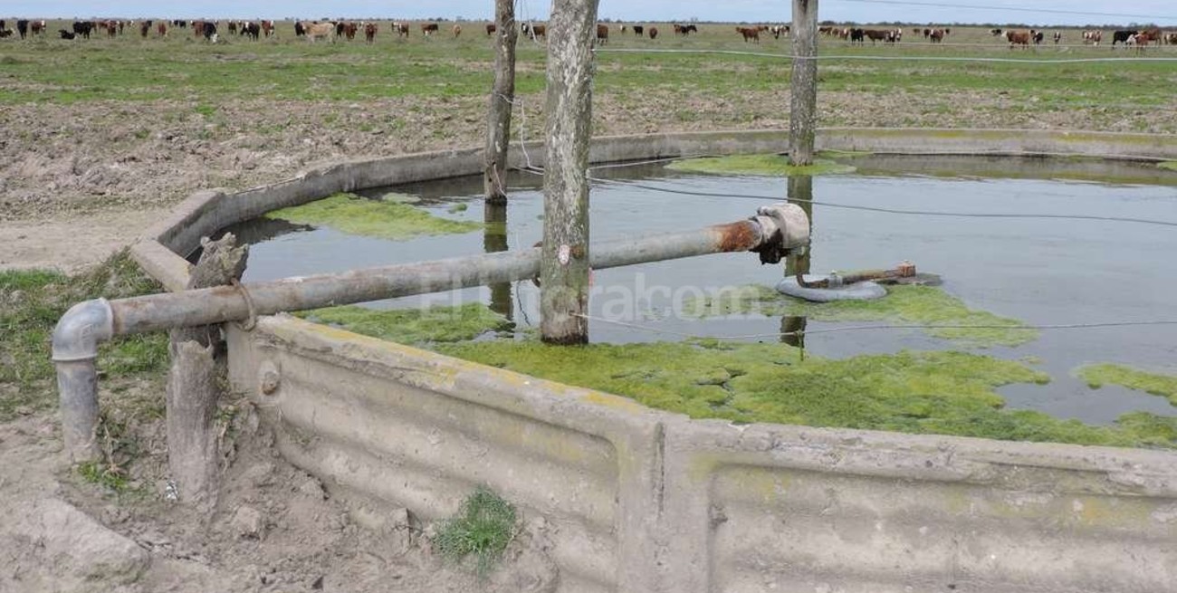 La producción de carne se puede triplicar 