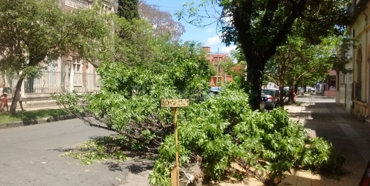 Árbol caído desde hace tres días